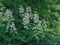 Vicia sylvatica 10, Saxifraga-Jan van der Straaten