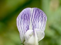 Vicia sylvatica 8, Saxifraga-Sonja Bouwman  Wood vetch - Vicia sylvatica - Fabaceae familie