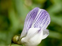 Vicia sylvatica 9, Saxifraga-Sonja Bouwman  Wood vetch - Vicia sylvatica - Fabaceae familie; Val Sinestra (Zw)