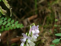 Vicia sylvatica 1, Saxifraga-Dirk Hilbers