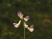 Vicia sylvatica 2, Saxifraga-Jan van der Straaten