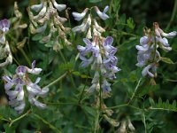 Vicia sylvatica 3, Saxifraga-Jan van der Straaten