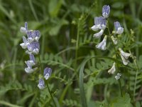 Vicia sylvatica 4, Saxifraga-Willem van Kruijsbergen