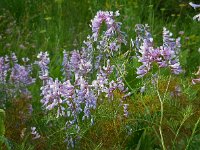 Vicia tenuifolia 11, Stijve wikke, Saxifraga-Ed Stikvoort