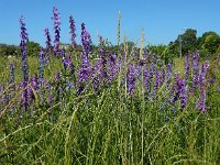 Vicia tenuifolia 16, Stijve wikke, Saxifraga-Ed Stikvoort