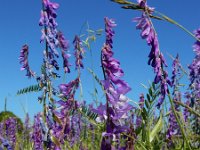 Vicia tenuifolia 17, Stijve wikke, Saxifraga-Ed Stikvoort