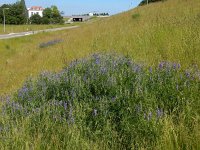 Vicia tenuifolia 20, Stijve wikke, Saxifraga-Ed Stikvoort