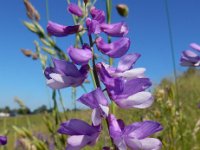 Vicia tenuifolia 21, Stijve wikke, Saxifraga-Ed Stikvoort