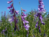 Vicia tenuifolia 22, Stijve wikke, Saxifraga-Ed Stikvoort