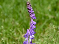 Vicia tenuifolia 26, Stijve wikke, Saxifraga-Sonja Bouwman  1062. Stijve wikke - Vicia tenuifolia - Fabaceae familie (i) Roermond