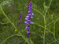 Vicia tenuifolia 3, Stijve wikke, Saxifraga-Marijke Verhagen