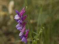 Vicia tenuifolia 4, Stijve wikke, Saxifraga-Willem van Kruijsbergen