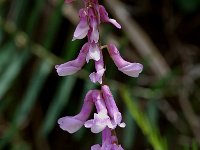 Vicia tenuifolia 5, Stijve wikke, Saxifraga-Willem van Kruijsbergen