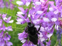 Vicia tenuifolia 9, Stijve wikke, Saxifraga-Jan Willem Jongepier