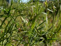 Vicia tetrasperma ssp tetrasperma 7, Vierzadige wikke, Saxifraga-Ed Stikvoort