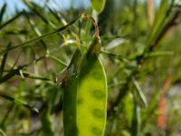 Vicia tetrasperma ssp tetrasperma 8, Vierzadige wikke, Saxifraga-Ed Stikvoort