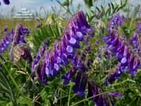 Vicia villosa 28, Bonte wikke, Saxifraga-Peter Meininger