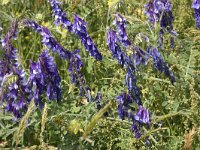 Vicia villosa 31, Bonte wikke, Saxifraga-Willem van Kruijsbergen