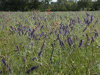 Vicia villosa 33, Bonte wikke, Saxifraga-Willem van Kruijsbergen