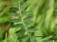 Vicia villosa ssp varia 36, Bonte wikke, Saxifraga-Sonja Bouwman