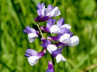 Vicia villosa ssp varia 37, Bonte wikke, Saxifraga-Sonja Bouwman