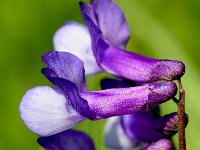 Vicia villosa ssp varia 38, Bonte wikke, Saxifraga-Sonja Bouwman