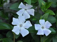 Vinca difformis 33, Saxifraga-Harry Jans