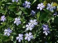 Vinca difformis 35, Saxifraga-Harry Jans