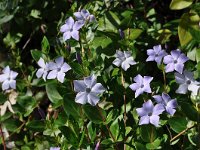 Vinca difformis 38, Saxifraga-Harry Jans