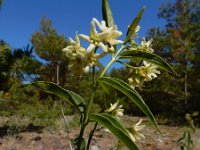 Vincetoxicum hirundinaria 21, Witte engbloem, Saxifraga-Ed Stikvoort