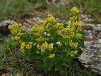 Vincetoxicum hirundinaria 25, Witte engbloem, Saxifraga-Harry Jans