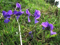 Viola aetnensis