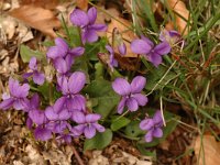 Viola alba ssp dehnhardtii 5, Saxifraga-Marijke Verhagen