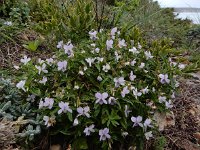 Viola arborecens 11, Saxifraga-Ed Stikvoort