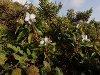 Viola arborecens 9, Saxifraga-Ed Stikvoort