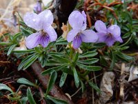 Viola arborescens 2, Saxifraga-Ed Stikvoort