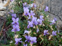 Viola arborescens 4, Saxifraga-Ed Stikvoort