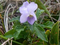Viola arborescens 6, Saxifraga-Peter Meininger