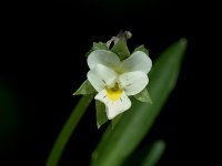 Viola arvensis, Field Pansy