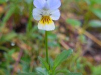 Viola arvensis 10, Akkerviooltje, Saxifraga-Ed Stikvoort