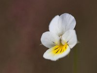 Viola arvensis 17, Akkerviooltje, Saxifraga-Mark Zekhuis