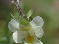 Viola arvensis 2, Akkerviooltje, Saxifraga-Jan van der Straaten