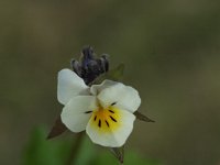 Viola arvensis 3, Akkerviooltje, Saxifraga-Marijke Verhagen
