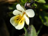 Viola arvensis 8, Akkerviooltje, Saxifraga-Rutger Barendse