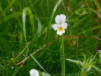 Viola arvensis 11, Akkerviooltje, Saxifraga-Ed Stikvoort