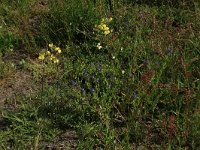 Viola arvensis 12, Akkerviooltje, Saxifraga-Hans Boll