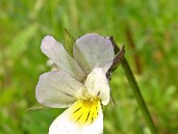 Viola arvensis 16, Akkerviooltje, Saxifraga-Hans Dekker