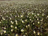 Viola arvensis 18, Akkerviooltje, Saxifraga-Peter Meininger