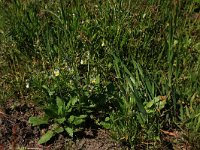 Viola arvensis 22, Akkerviooltjei, Saxifraga-Hans Boll