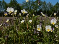 Viola arvensis 24, Akkerviooltje, Saxifraga-Ed Stikvoort